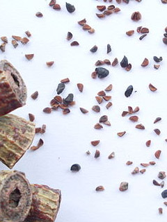 Eucalyptus-seeds